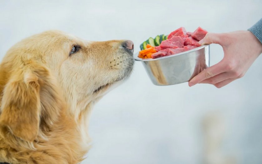 Питание собаки