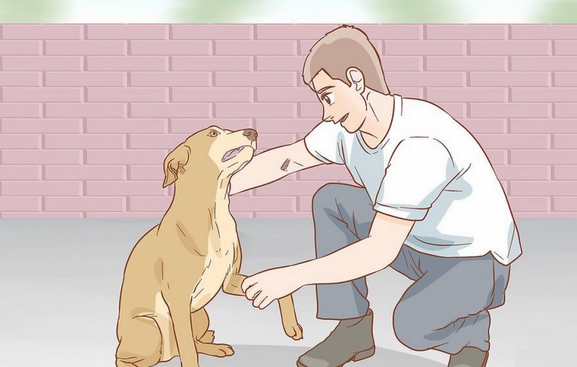 Вывих у собаки