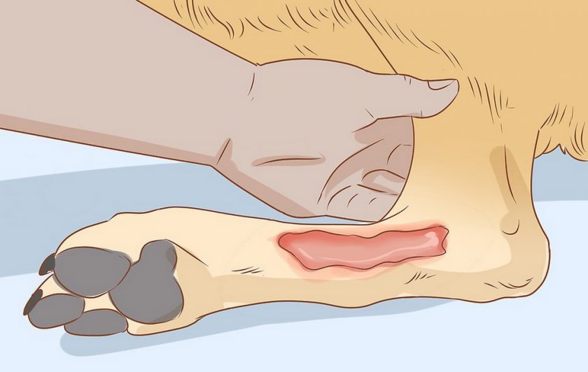 Травма лапы у собаки