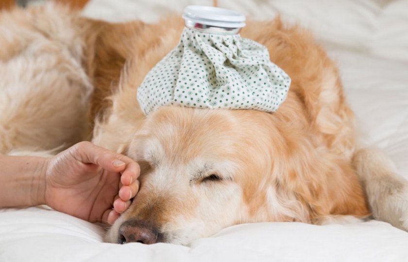 Вагинит у собаки