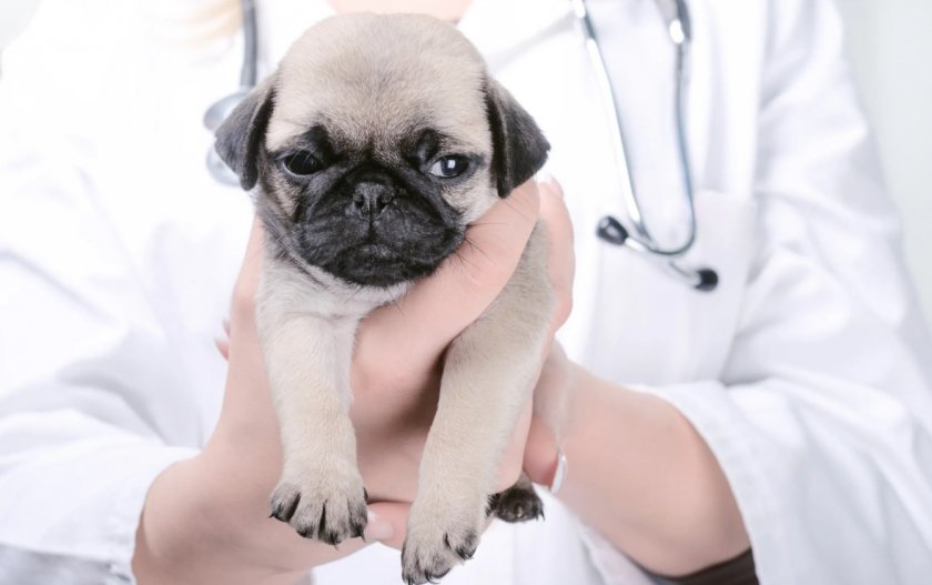 Ювенильный вагинит у собаки