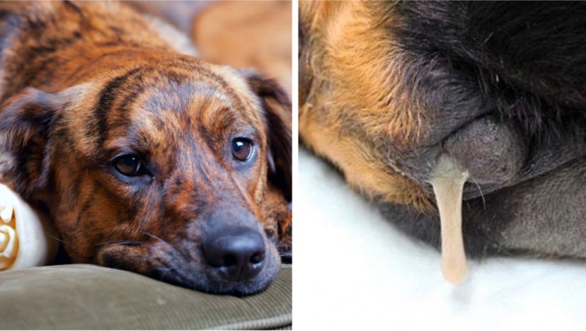 Вагинит у собаки