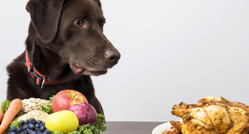 Питание во время лечения собаки