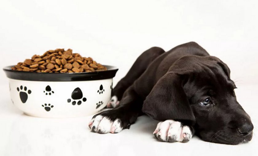 Питание собаки