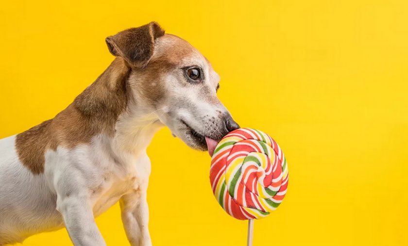 Конфета для собаки