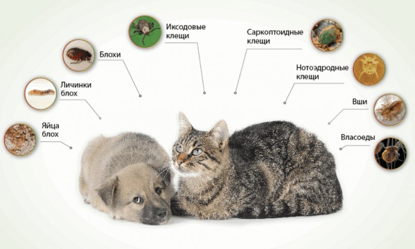 Паразиты кошек и собак