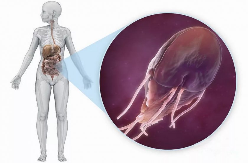 Лямблиоз у человека