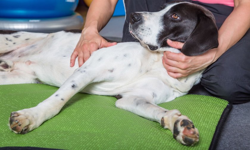 Симптомы дисбактериоза у собак