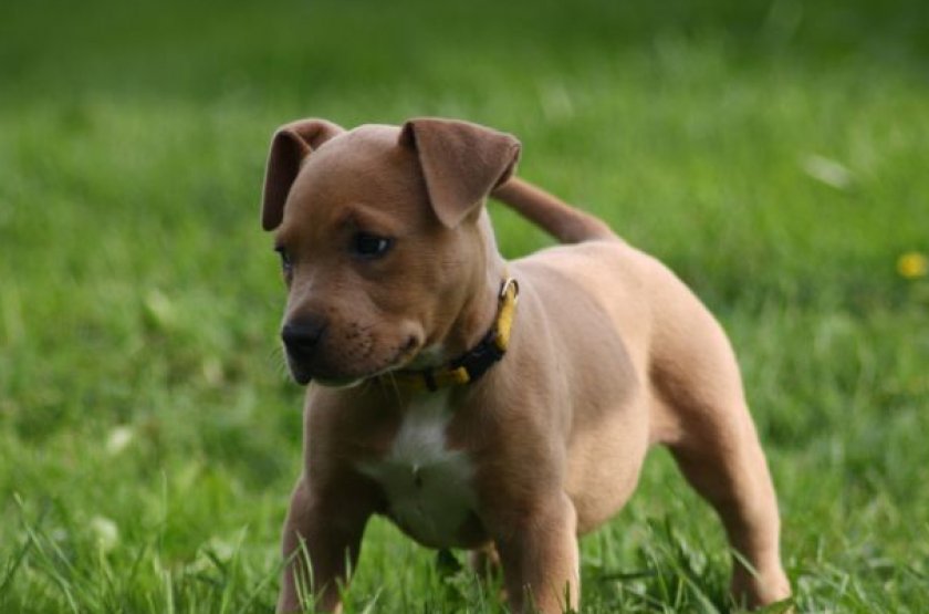 Американский питбультерьер