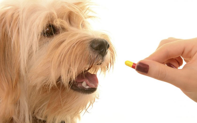 Лечение дисбактериоза