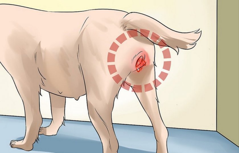 Геморрагии у собаки. Причины и первая помощь питомцу