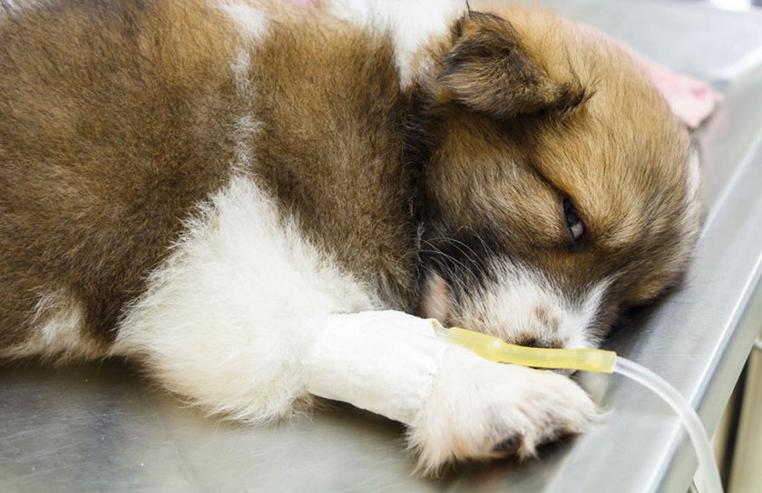 Лечение дисбактериоза у собаки