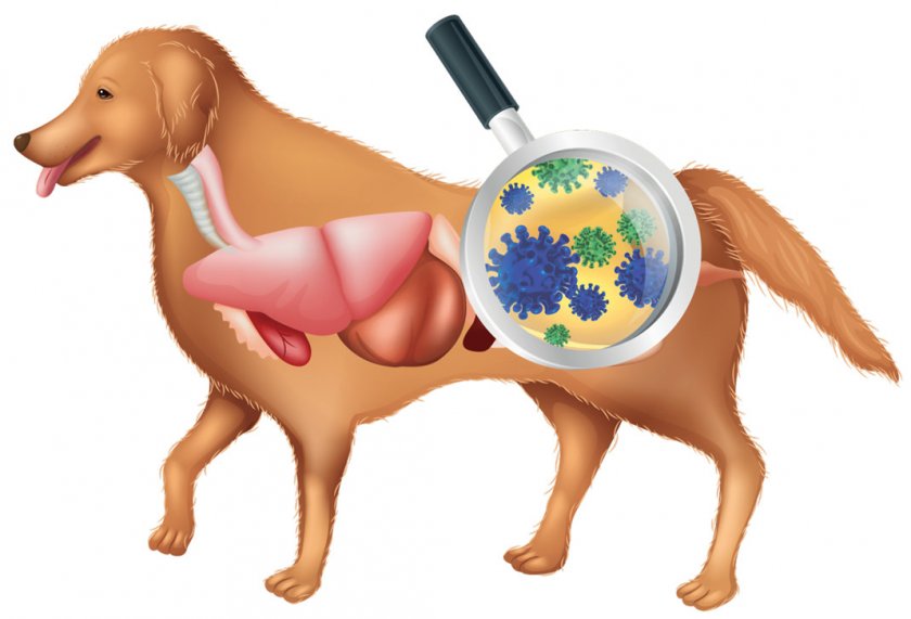 Кишечная микрофлора собаки