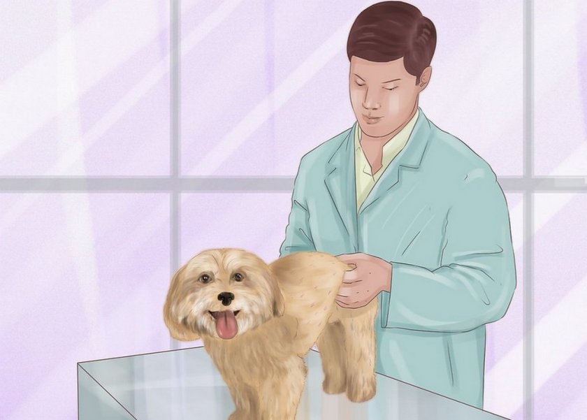 Осмотр собаки ветеринаром Осмотр собаки ветеринаром