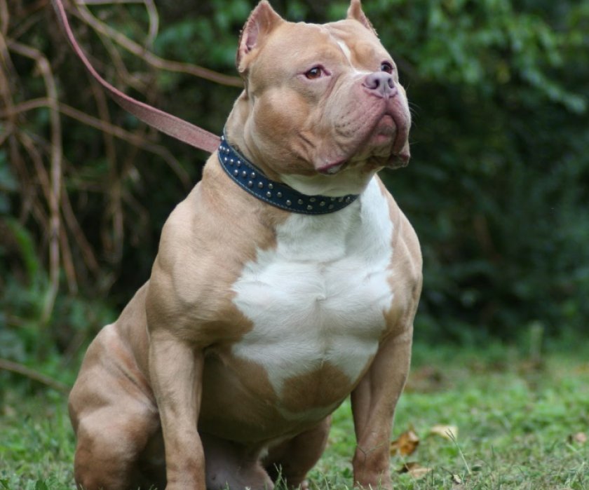 Американский питбультерьер