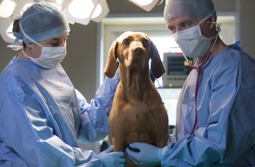 Хирургическое лечение собаки Хирургическое лечение собаки