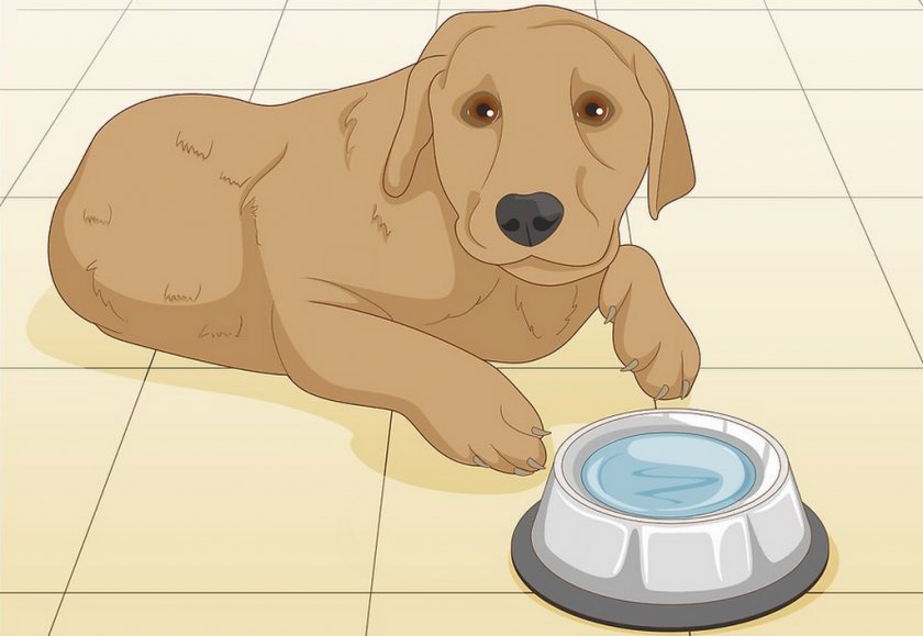 Вода для питомца Вода для питомца