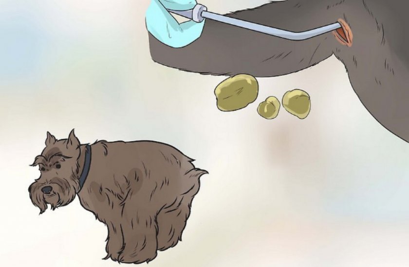 Клизма собаке