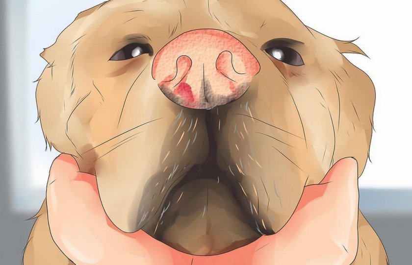 Выделение из носа у собаки