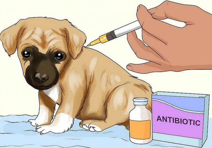 Лечение собаки