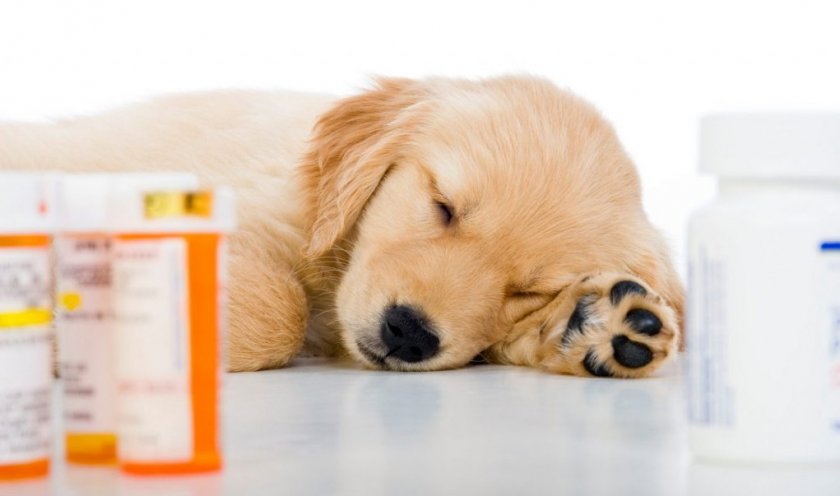 Препараты для собак