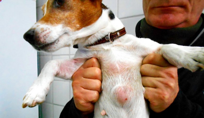 Жировик на теле собаки Жировик на теле собаки