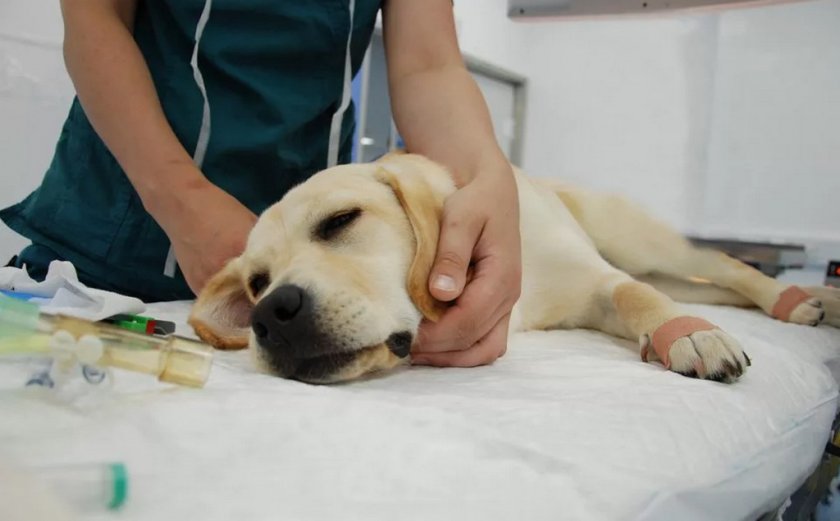 Диагностика липомы у собак Диагностика липомы у собак