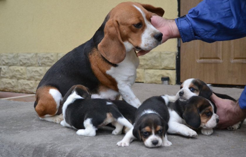 Профилактика генетического развития липомы