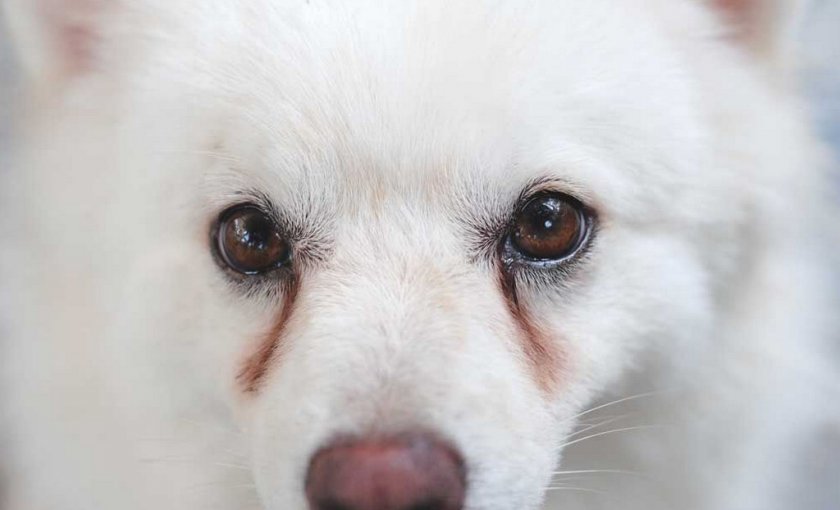 У собаки слезятся глаза