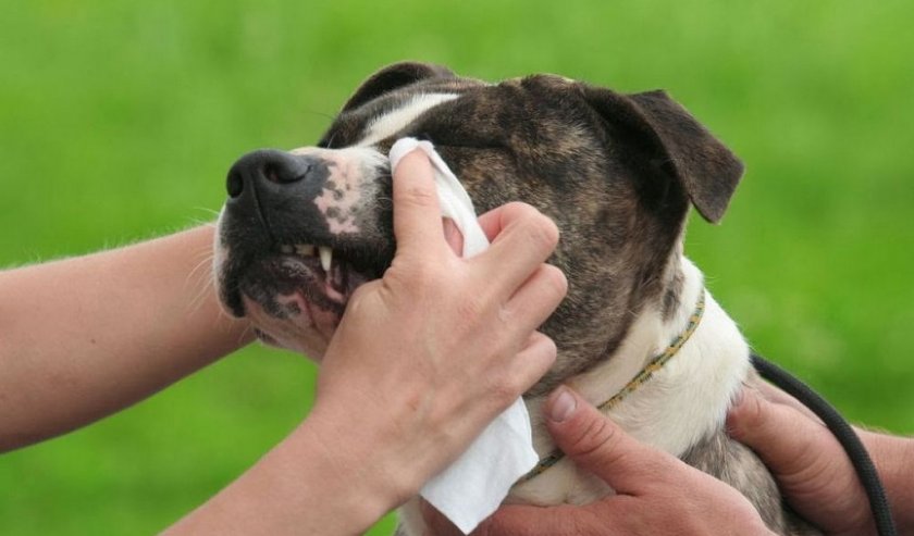 Повреждение глаз собаки