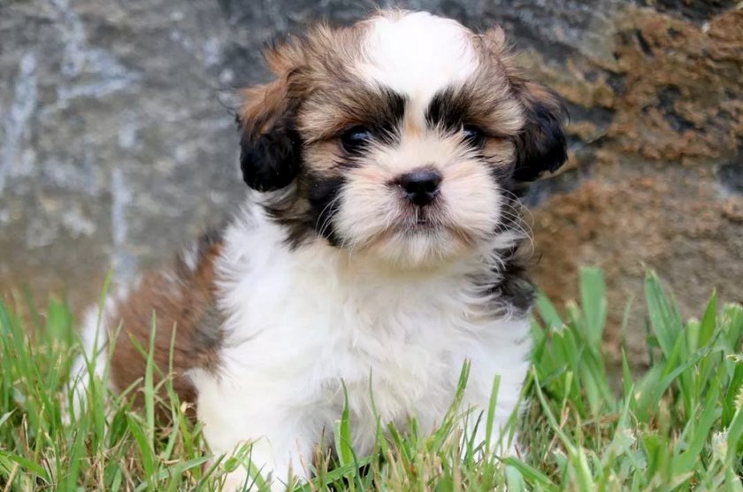 Собака Собака