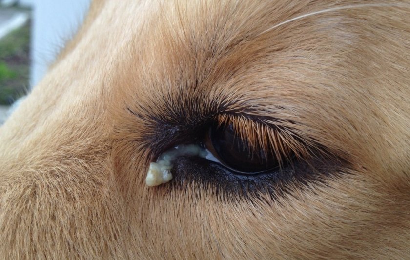 Инфекция глаз собаки
