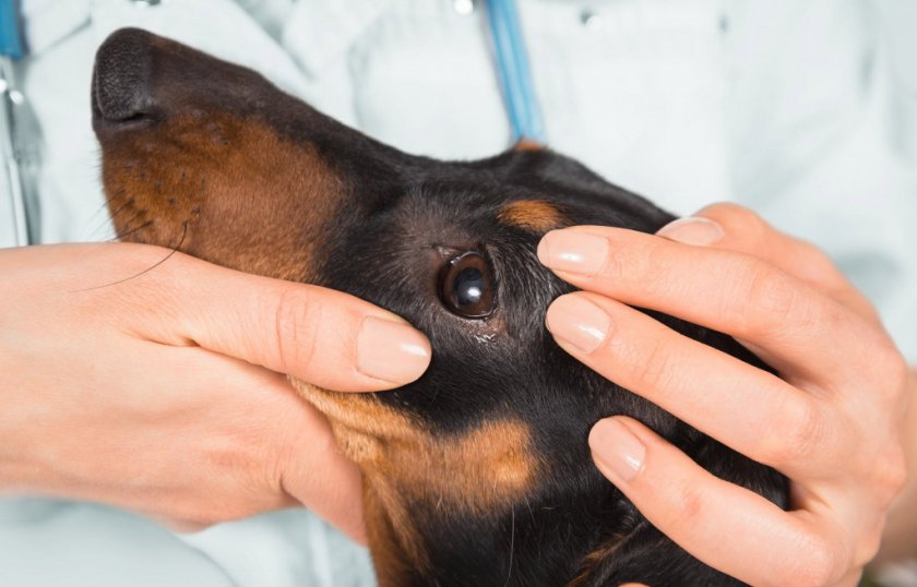 Слезятся глаза у собаки