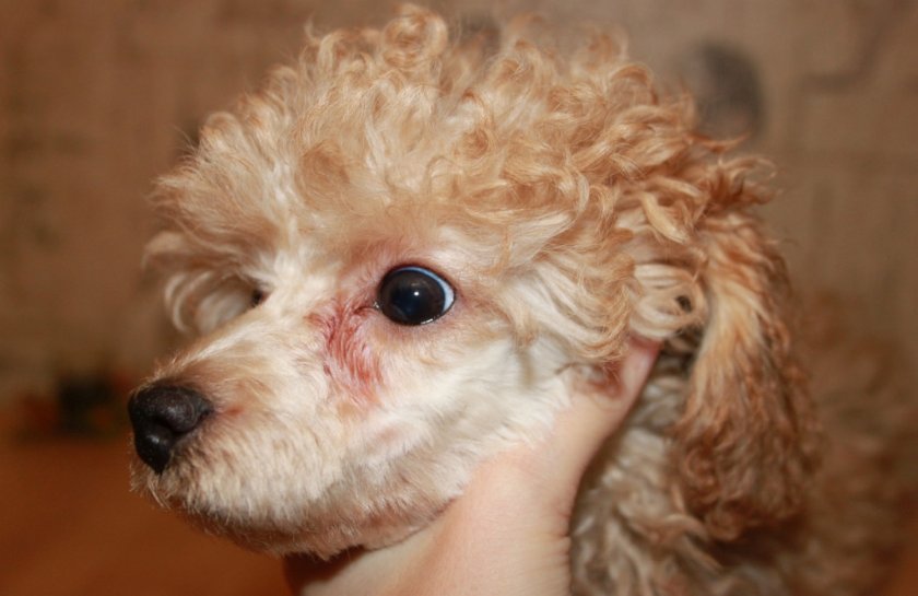 Слезятся глаза у собаки