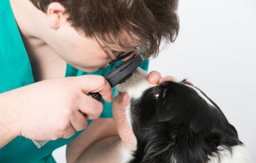 Осмотр глаз собаки ветеринаром