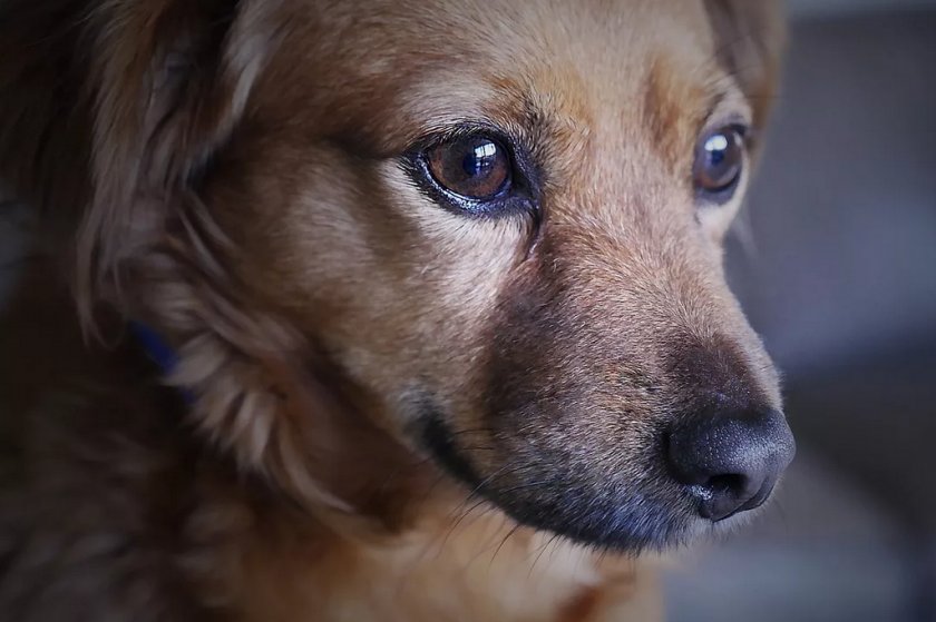 Собака Собака