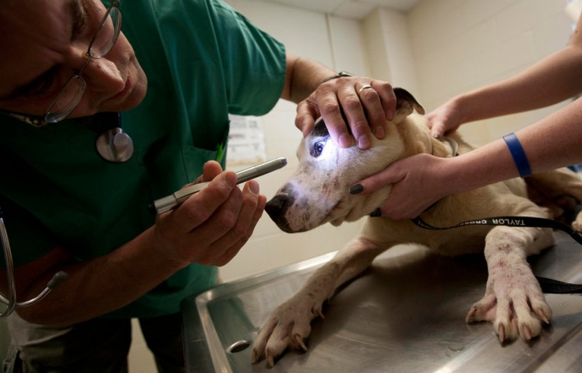 Осмотр собаки ветеринаром