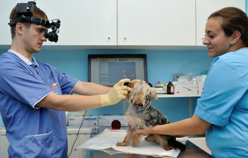 Лечение глаз собаке