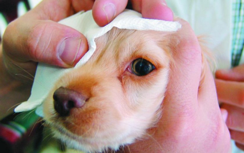 Текут глаза у собаки