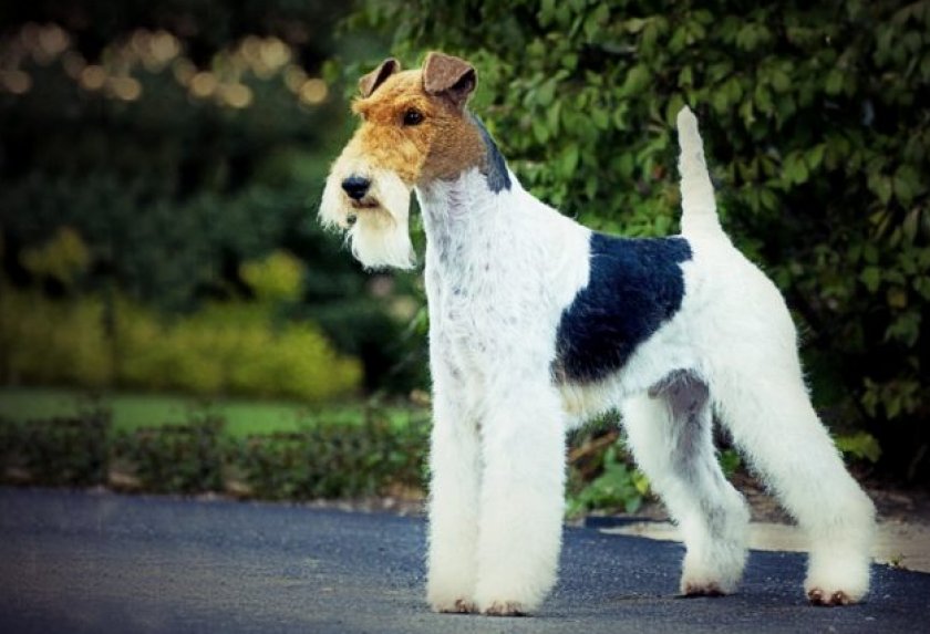 Жесткошерстный фокстерьер