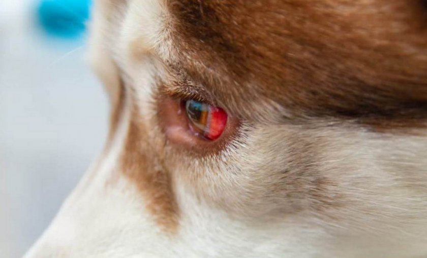 Травма глаза у собаки