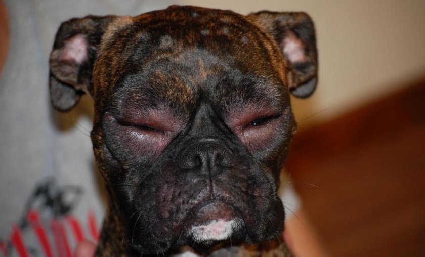 Аллергия у собаки