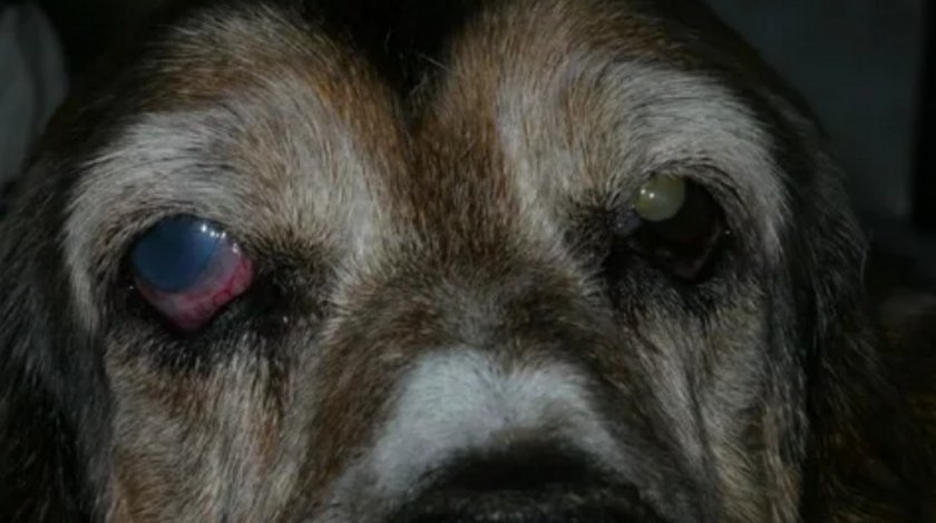 Глаукома у собаки