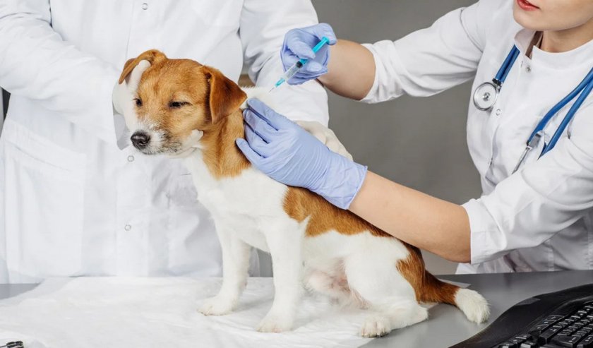 Вакцинация собаки