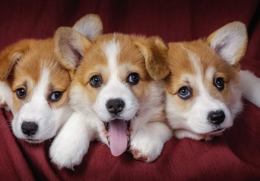 Собачки Собачки