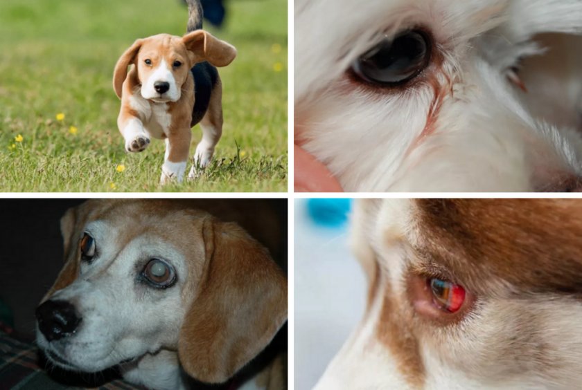 Симптомы болезни у собак Симптомы болезни у собак