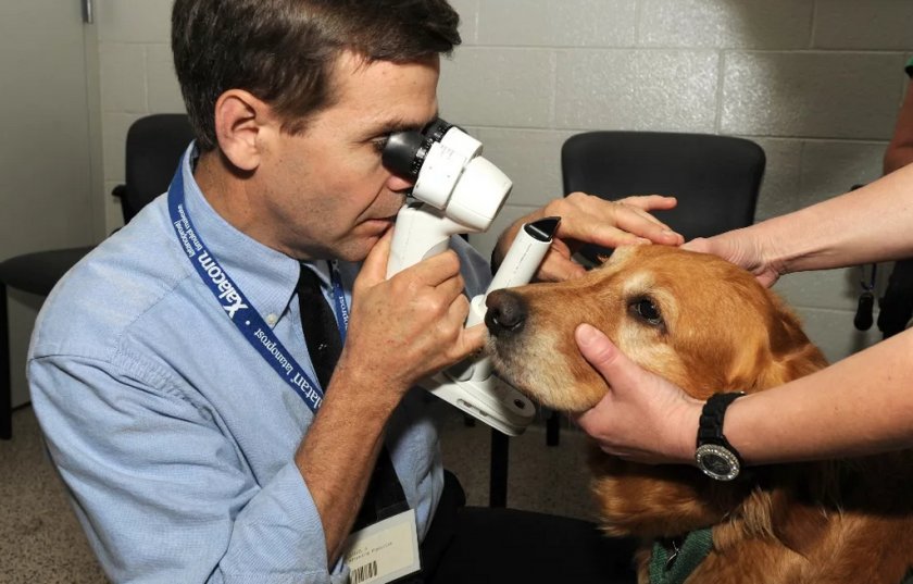 Осмотр глаз собаки офтальмологом Осмотр глаз собаки офтальмологом