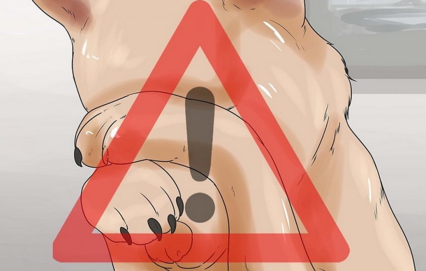 Больные глаза у собаки Больные глаза у собаки