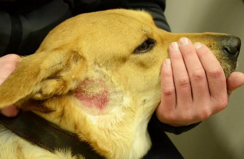 Аллергический дерматит у собаки