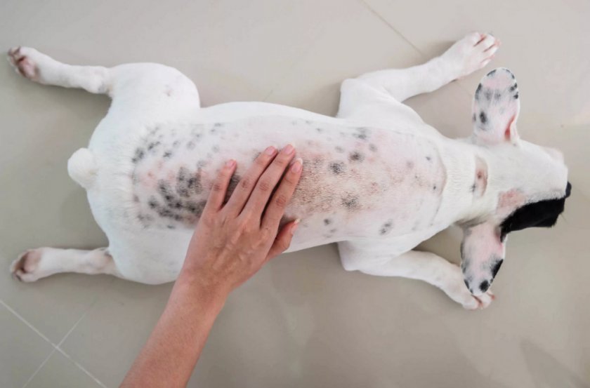 Блошиный аллергический дерматит у собаки